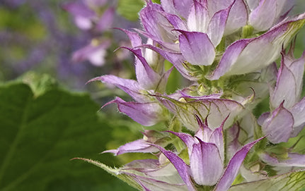 CLARY SAGE OIL: THE BENEFITS AND USES OF THIS AMAZING ESSENTIAL OIL - SAJE NATURAL WELLNESS
