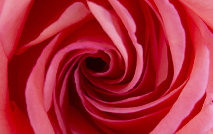 THE BENEFITS, USES, AND HISTORY OF ROSE OIL & THE ROSE FLOWER