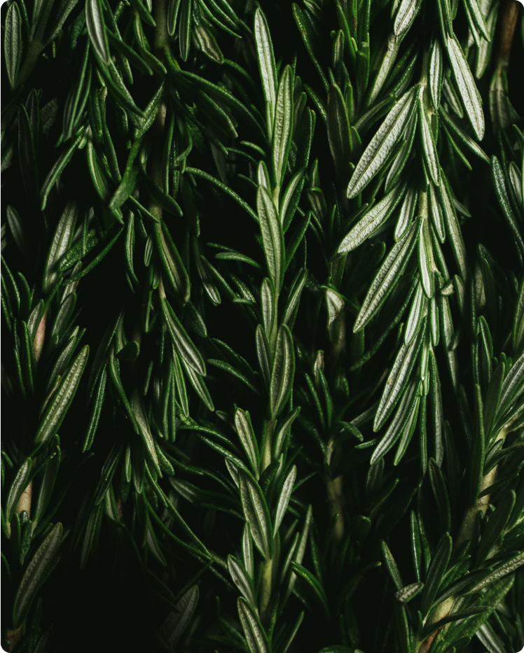 THE BENEFITS, USES, AND HISTORY OF ROSEMARY OIL & THE ROSEMARY PLANT