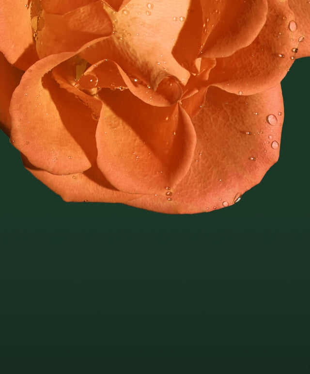 Orange rose petals with dew drops on a dark green background with message Spend $100, get $25