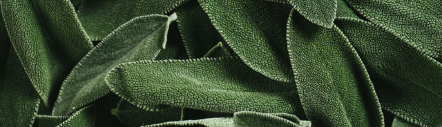 Close up of greenery