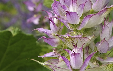 Herbs in Witchcraft - Sage - Awesome on 20