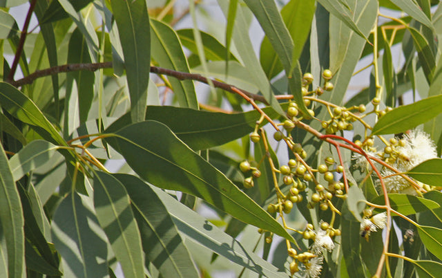 THE AMAZING BENEFITS AND USES OF EUCALYPTUS OIL AND EUCALYPTUS LEAVES