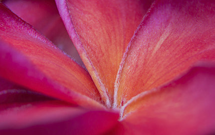 HOW IS GERANIUM OIL MADE? USES, BENEFITS, AND HISTORY OF THE GERANIUM PLANT
