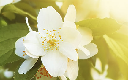 Jasmine flower