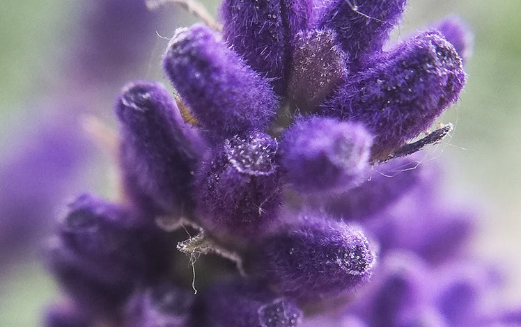 Lavender Plants - Lavender Connection