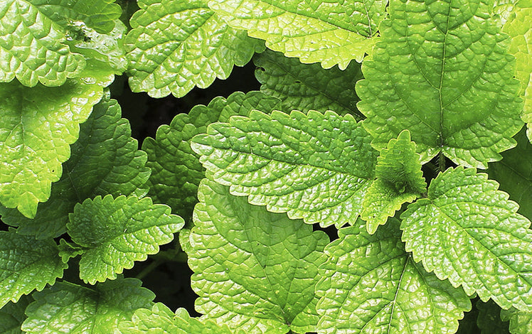 The Benefits, Uses and History of the Peppermint Plant