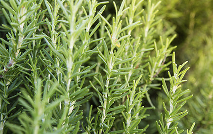 THE BENEFITS, USES, AND HISTORY OF ROSEMARY OIL &amp; THE ROSEMARY PLANT