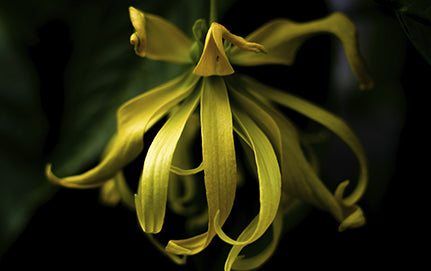 THE BENEFITS, USES, AND HISTORY OF YLANG YLANG OIL AND THE YLANG YLANG FLOWER