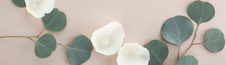 Eucalyptus leaves and white rose petals laid out on a light background