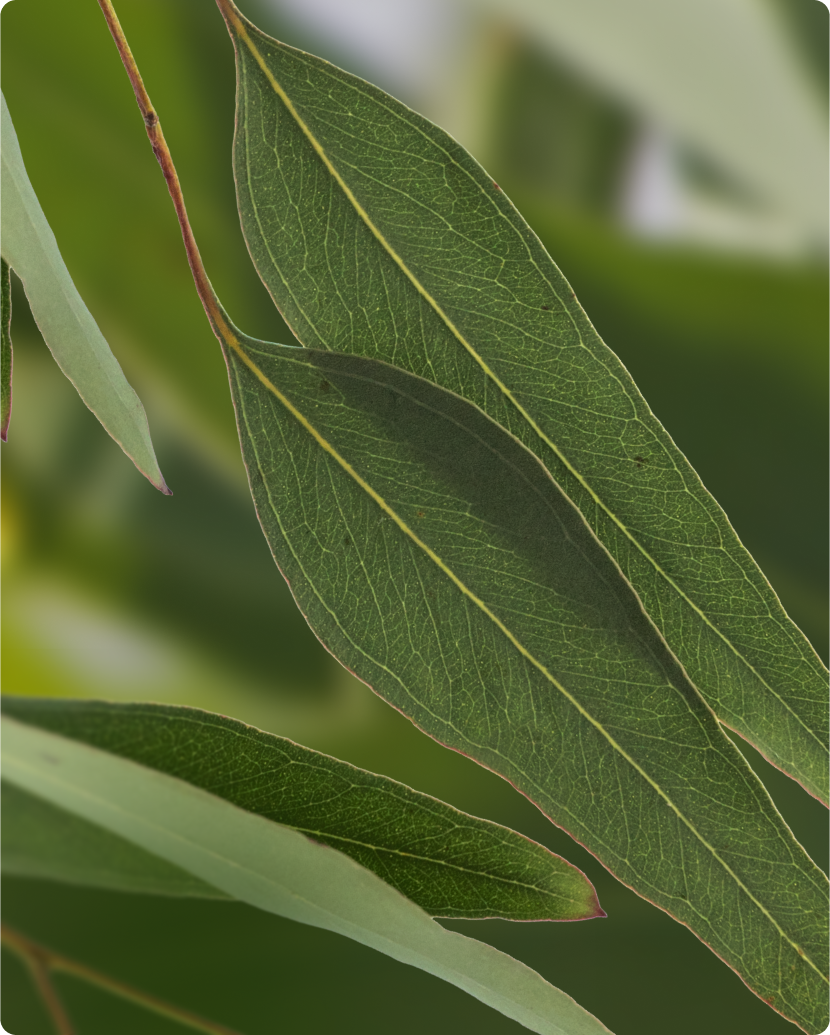 Eucalyptus: Essential Oil Benefits & Uses | Saje