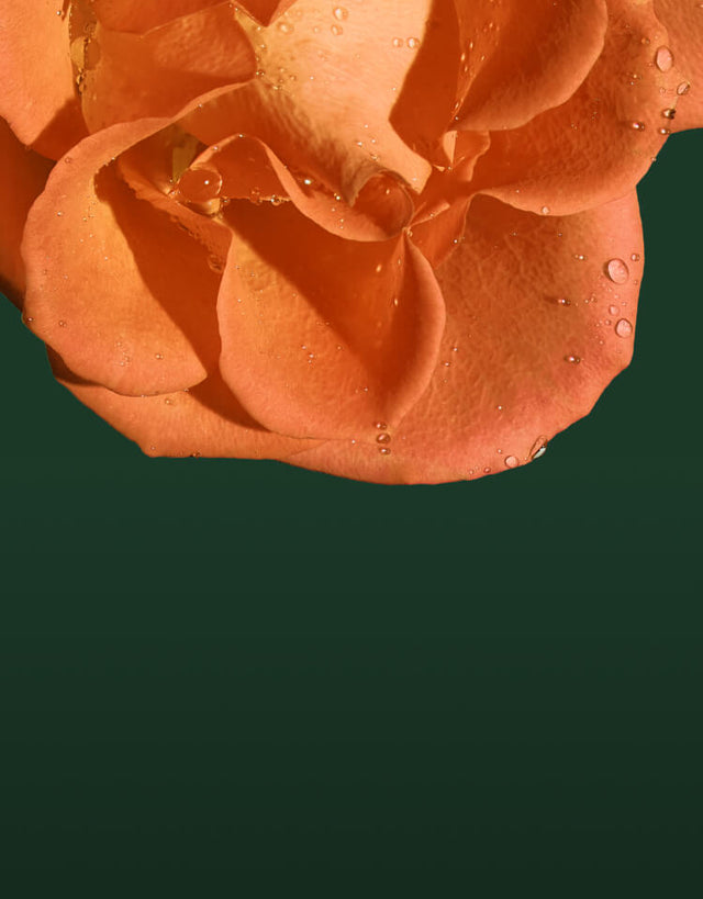 Orange rose petals with dew drops on a dark green background with message Spend $100, get $25
