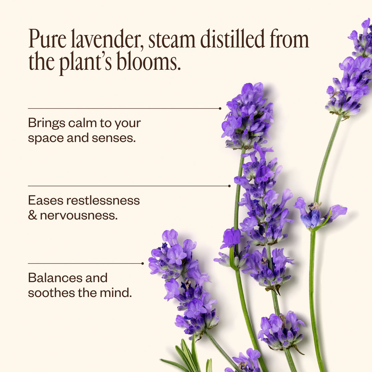 saje セージ　ラベンダー　エッセンシャルオイル　30ml Lavender Lavender Oil 1 fl oz 100% Pure High Grade Oil - Saje Natural Wellness