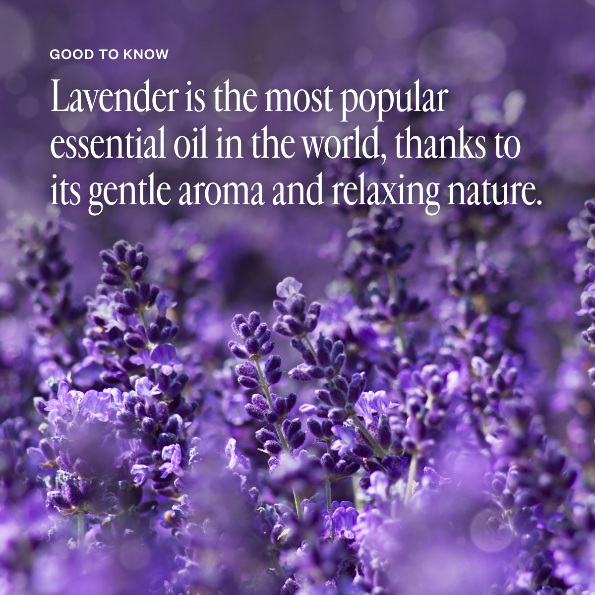 Lavender Dreams Calming Essentials Kit - Saje Natural Wellness