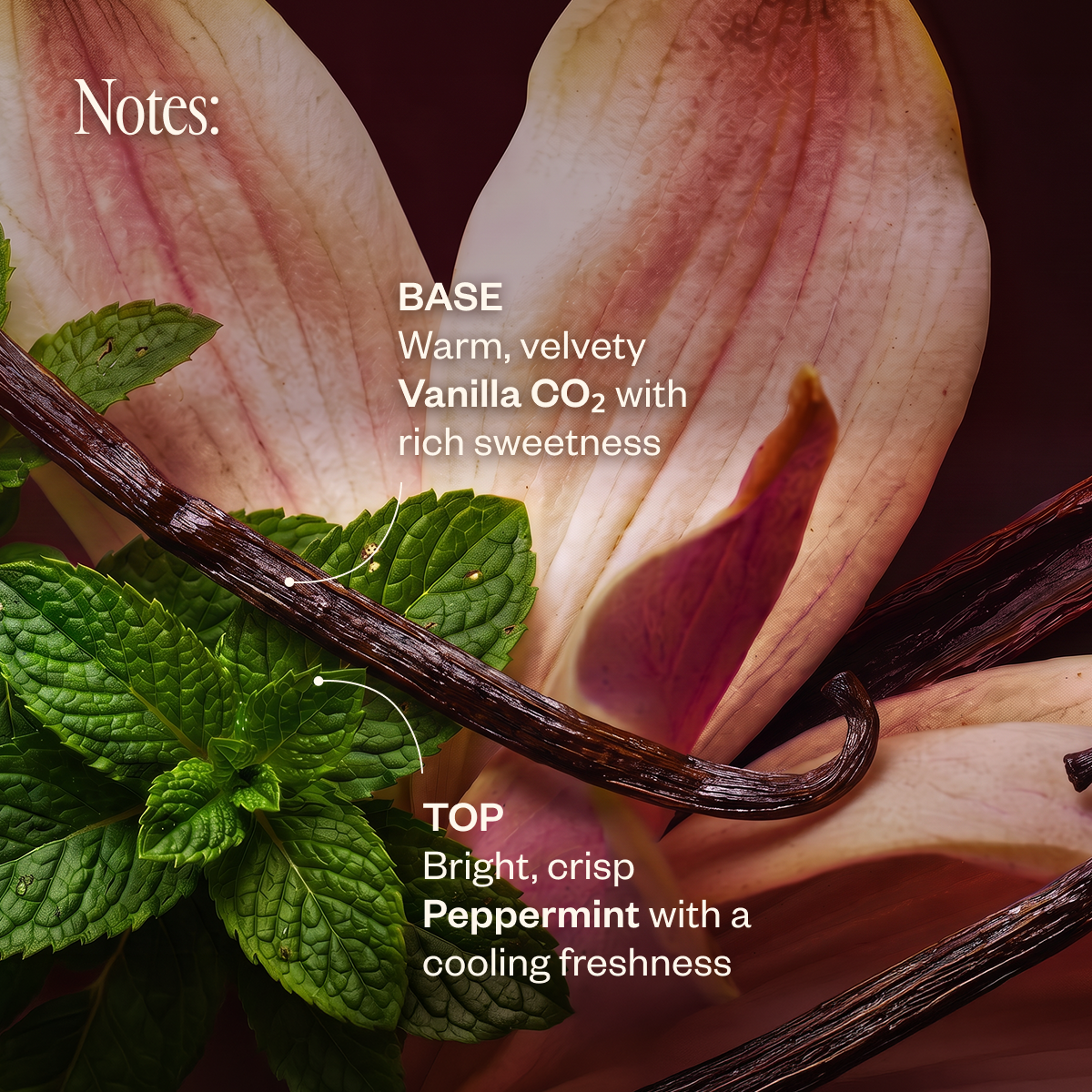 Vanilla & Chill Mint Noir Diffuser Blend - Saje Natural Wellness