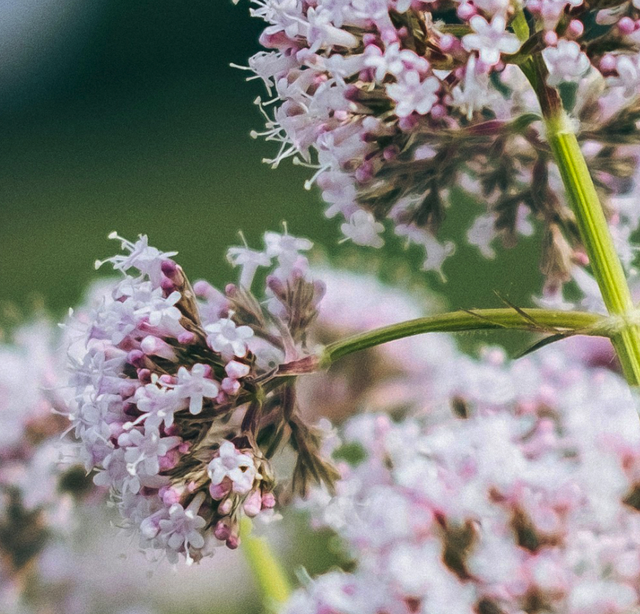 Flower Using Sleep Powder Natural Sleep Remedies