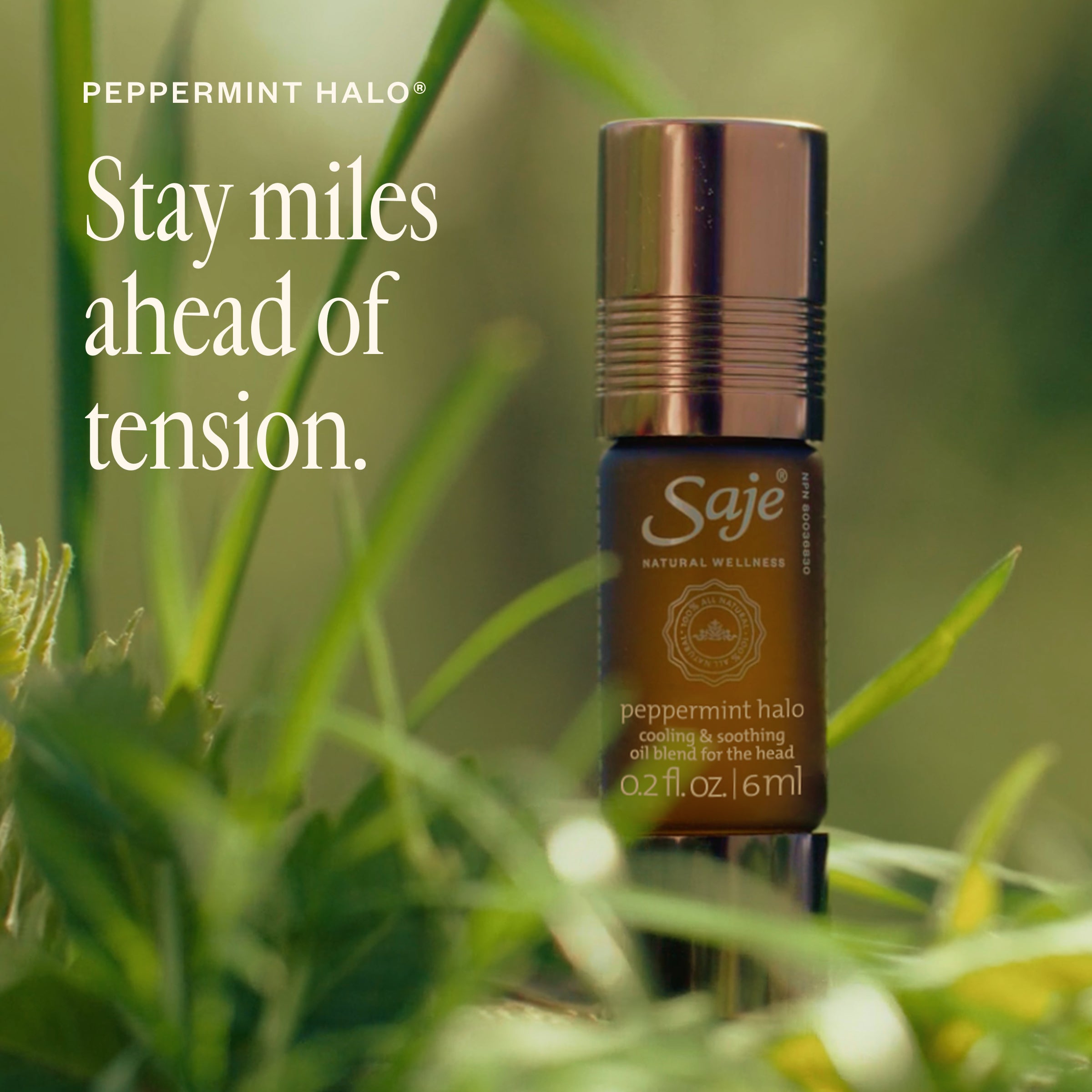 Summer SOS Seasonal Survival Kit - Saje Natural Wellness