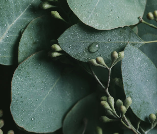 Eucalyptus leafs with water droplets.